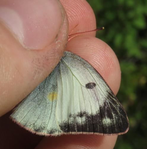 Colias sp.
